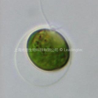 萊茵衣藻 Chlamydomonas