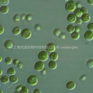 淡水小球藻(GY-D19 Chlorella sp.)