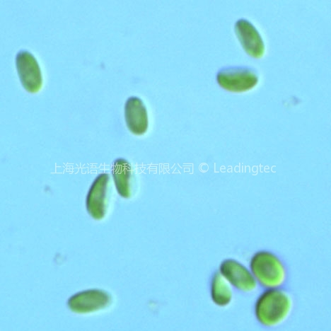 橢圓小球藻(GY-D20 Chlorella ellipsoidea)