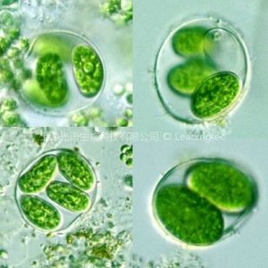 卵囊藻(GY-D5 Oocystis sp)