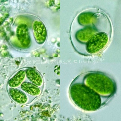 卵囊藻(GY-D5 Oocystis sp)
