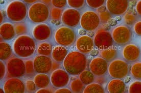 微藻“保安”，把藥物護(hù)送到血液