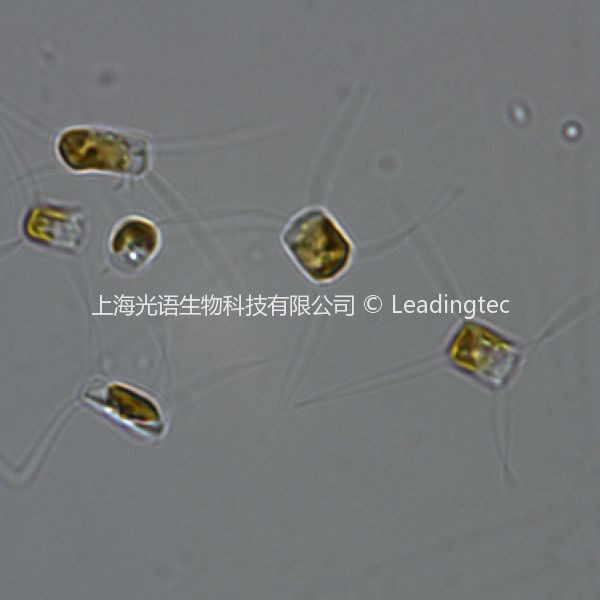 旋鏈角毛藻( GY-H28 Chaetoceros curvisetus Cleve 1889)
