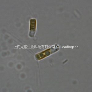 柔弱角毛藻( GY-H30 Chaetoceros debilis Cleve)