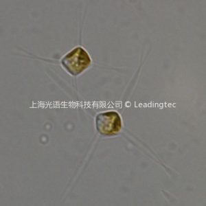 纖細(xì)角毛藻( GY-H29 Chaetoceros gracilis/ceratosporus)