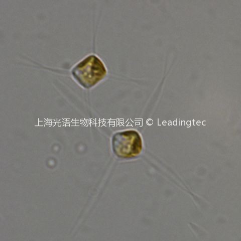 纖細(xì)角毛藻( GY-H29 Chaetoceros gracilis/ceratosporus)