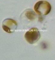 偽矮海鏈藻 Thalassiosira pseudonana