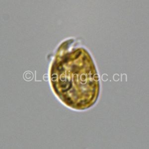 強(qiáng)壯前鉤藻 Amphidinium carterae Hulburt