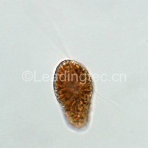 海洋卡盾藻(GY-H34 Chattonella marina)