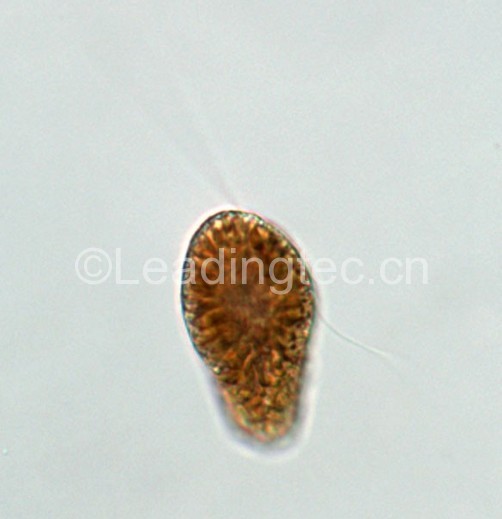 海洋卡盾藻(GY-H34 Chattonella marina)