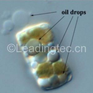 隱秘小環(huán)藻(GY-H32 Cyclotella cryptica)