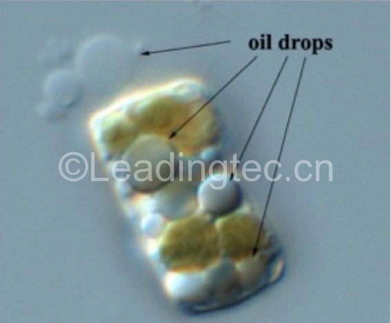 隱秘小環(huán)藻(GY-H32 Cyclotella cryptica)