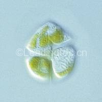 米氏凱倫藻 Karenia mikimotoi