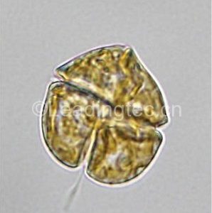 米氏凱倫藻（GY-H36 Karenia mikimotoi）