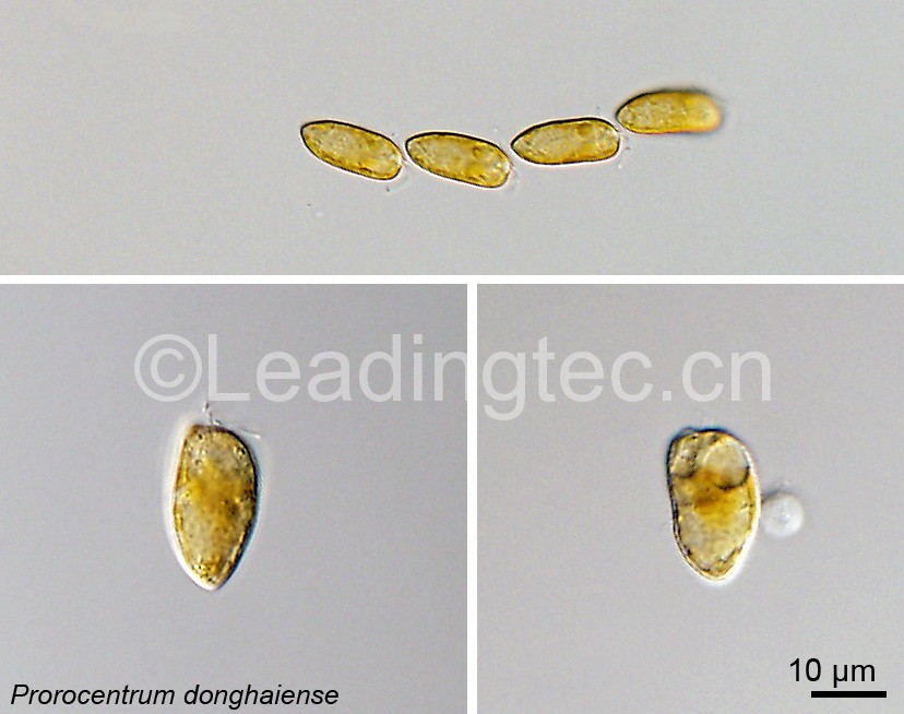 東海原甲藻(GY-H40 Prorocentrum donghaiense)