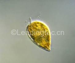 海洋原甲藻(GY-H39 Prorocentrum micans)