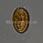 Prorocentrum minimum-100X