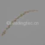 多列擬菱形藻 Pseudo-nitzschia multiseries