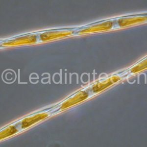 多列擬菱形藻(GY-H43 Pseudo-nitzschia multiseries)