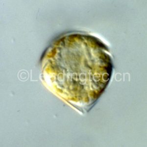 錐狀斯克里普藻(GY-H42 Scrippsiella trochoidea)