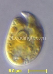 amphidinium-carterae