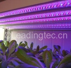 植物藻類工廠紅光藍(lán)光LED生長燈