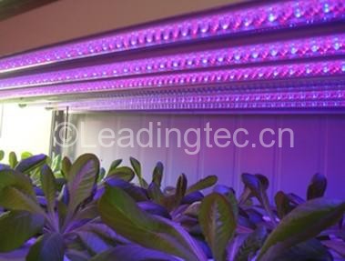 植物藻類工廠紅光藍光LED生長燈