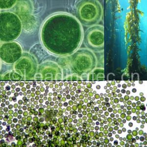 小球藻（Chlorella sp.）水質(zhì)改良劑
