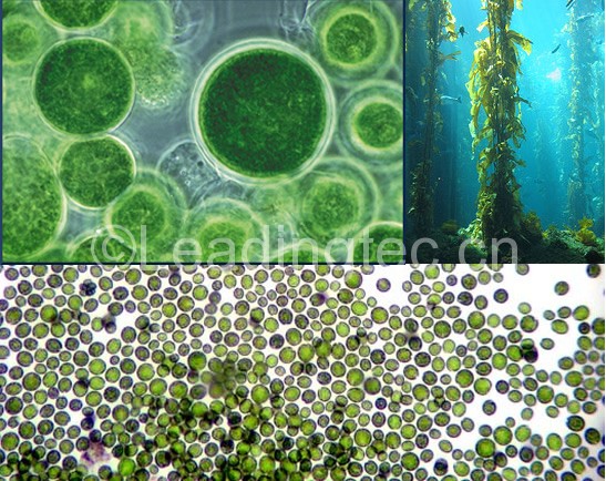 小球藻(Chlorella sp.)水質(zhì)改良劑
