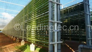 管道式藻類培養(yǎng)光生物反應器