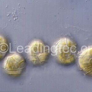 微小亞歷山大藻(GY-H46 Alexandrium minutum Halim)