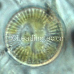 梅尼小環(huán)藻(GY-H49 Cyclotella meneghiniana kiits )