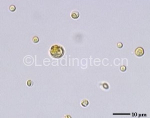 Emiliania huxleyi (Lohm.) Hay et Mohler