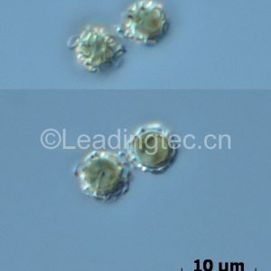 顆石藻[GY-H45 Emiliania huxleyi(Lohm.)Hay et Mohler (無殼)]