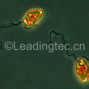 異雙鞭裸藻 (GY-H48 Eutreptiella sp.)