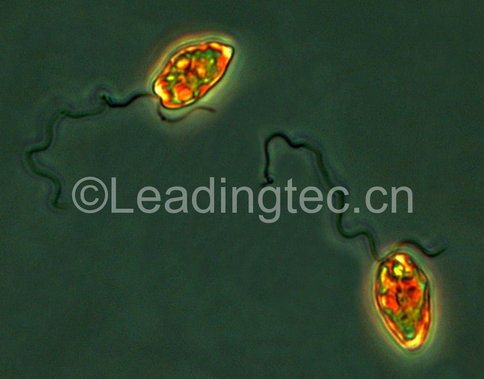 異雙鞭裸藻 (GY-H48 Eutreptiella sp.)