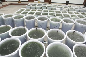 沙漠養(yǎng)藻治沙