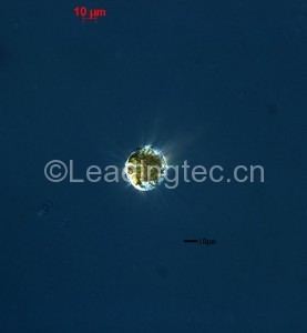 亞歷山大藻 熒光性很強(GY-H52 Alexandrium sp.)