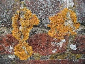 地衣 空氣質(zhì)量的指標生物