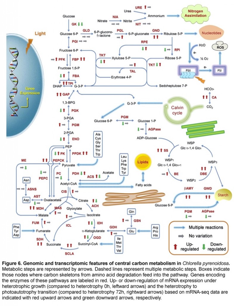 華理在微藻功能基因組學研究方面取得新進展