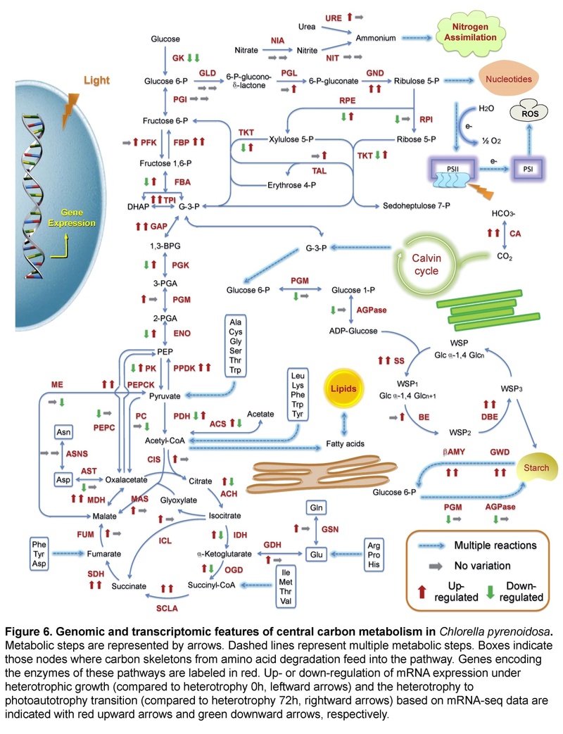 華理在微藻功能基因組學研究方面取得新進展