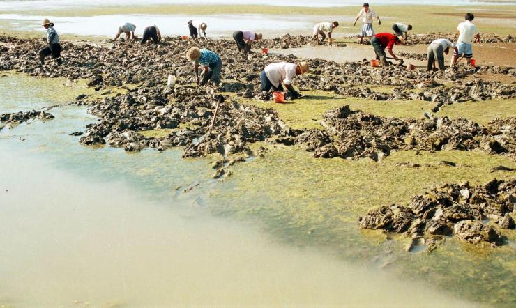 追夢海洋：寧大學生突破灘涂貝類微藻餌料新技術(shù)