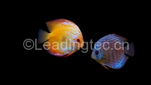 蝦青素飼料對觀賞魚的影響