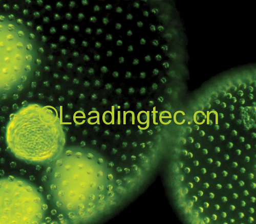 吃掉 CO2 農業(yè)大發(fā)展