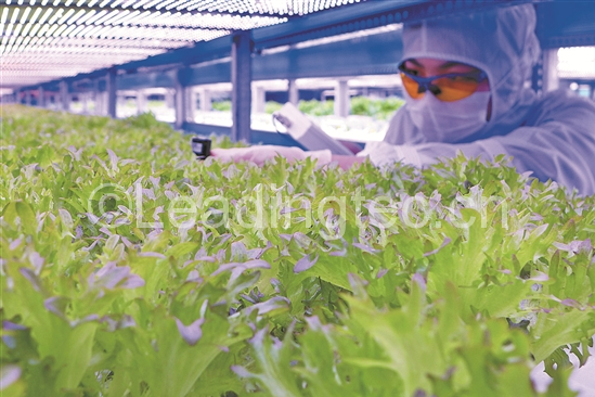 植物工廠“低鉀蔬菜”生產車間