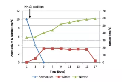 圖4：ZWD調(diào)節(jié)中基于銨根離子、亞硝酸鹽、硝酸鹽濃度上硝化細(xì)菌的表現(xiàn)