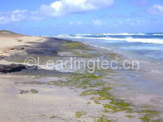 陸地植物和水生植物藻類(lèi)不是祖孫關(guān)系，它們之間沒(méi)任何親戚關(guān)系。?