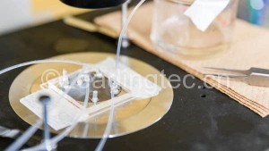 褐藻提取物做成的膠囊可用來(lái)取代胰島素注射