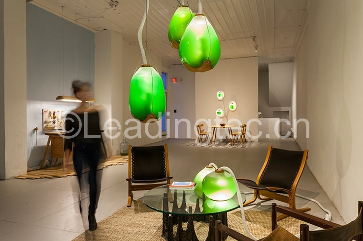 既是燈泡又是食物，這個微藻要逆天！