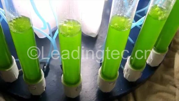 美國高中生研究水藻變油